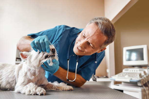 Best Walk-In Emergency Dentist in Millsboro, DE